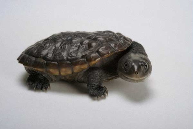 Happy turtle is happy