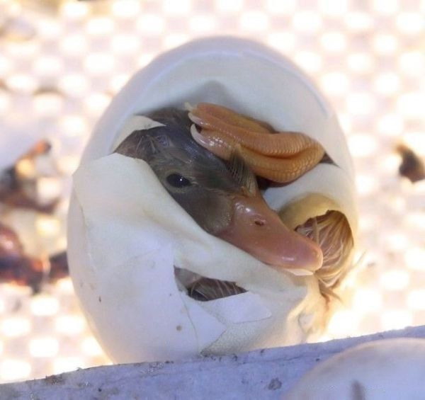 Hatching duck - Funny pictures of animals
