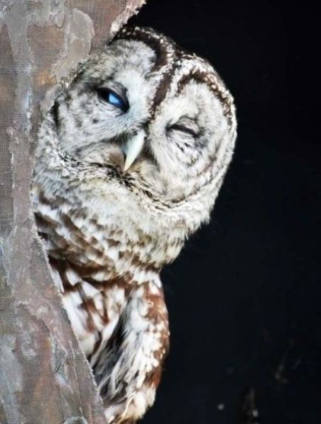 Hiding owl