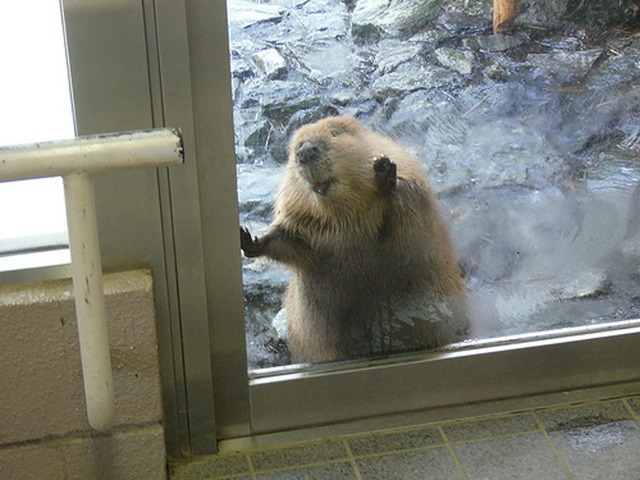 Let me in