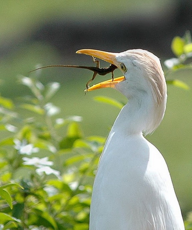 Lizard vs. bird
