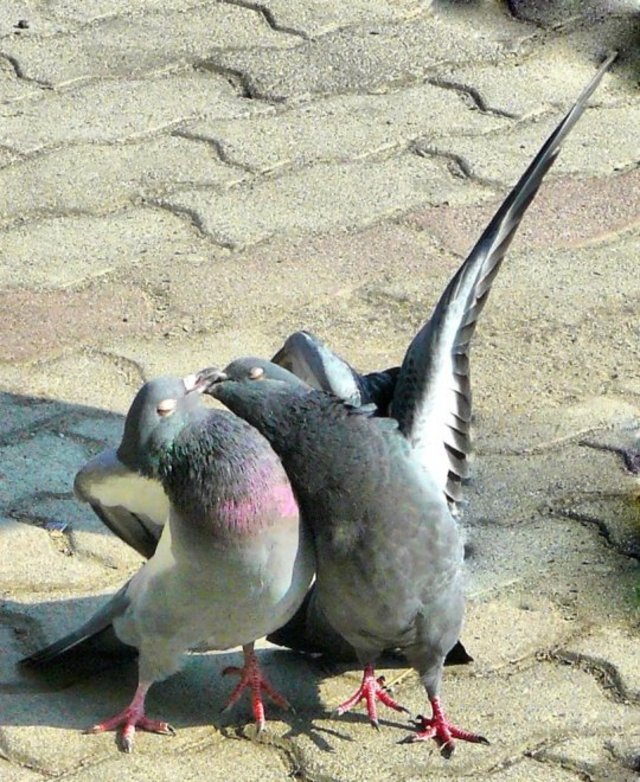 Love pigeons