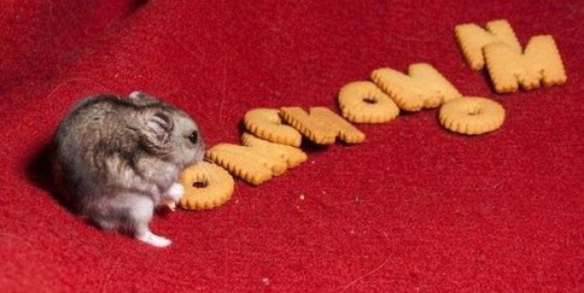 Mouse cracker om nom nom