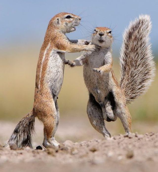 Playing squirrels