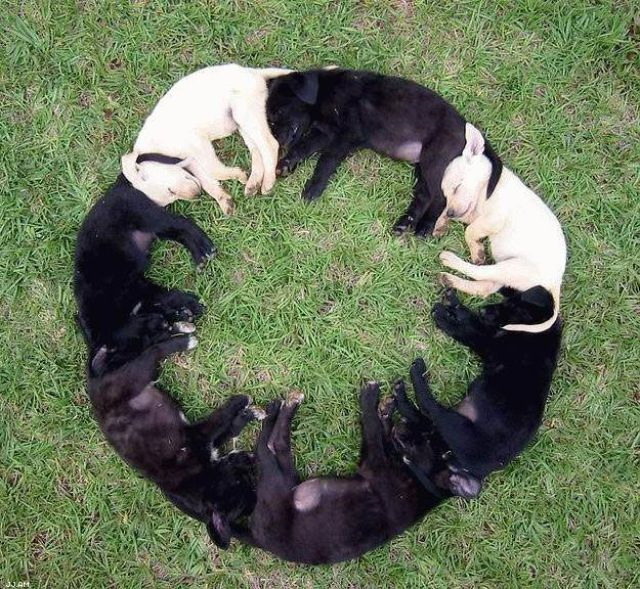 puppies and kittens sleeping together. Puppies sleeping in a circle