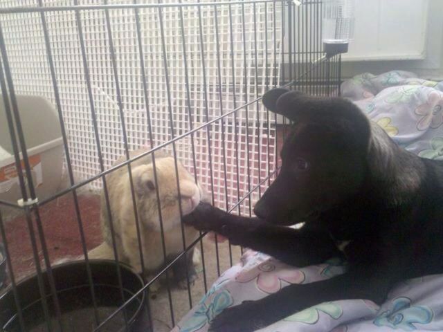 Rabbit eats dog