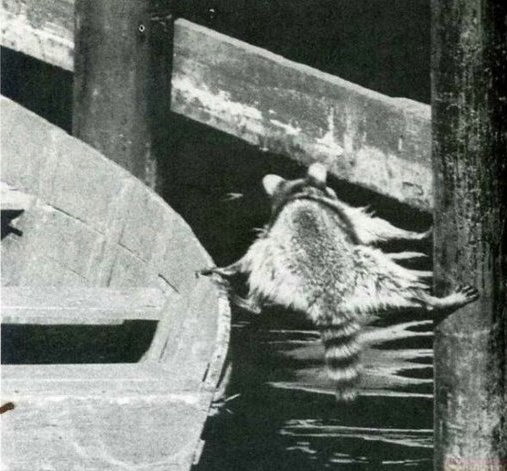 Raccoon in trouble