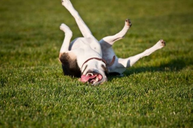 Rofl Dog