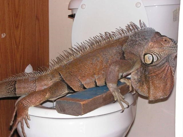 Toilet-trained iguana