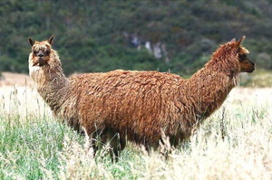 Two-headed llama