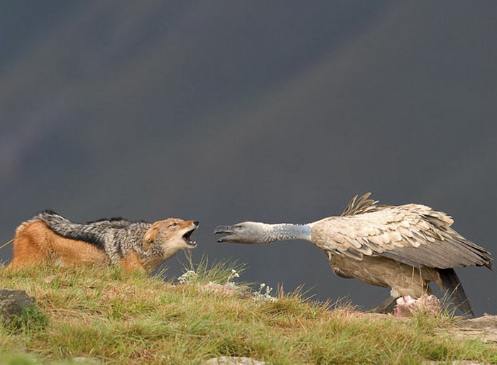 vulture-vs-jackal-big.jpg