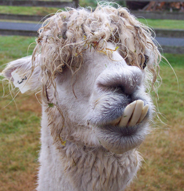 Wet alpaca