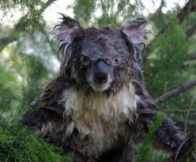 Wet koala