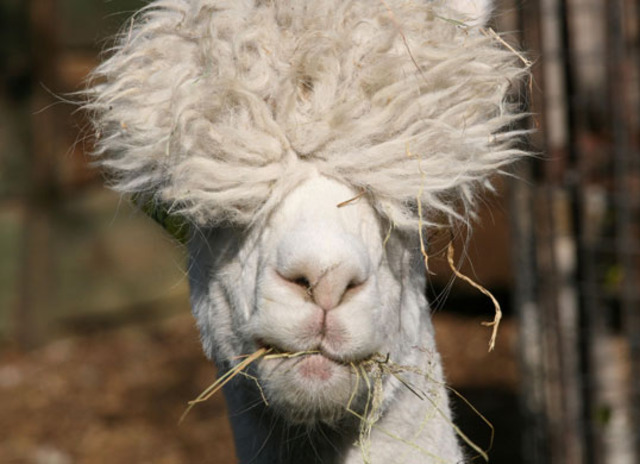 Alpaca hair