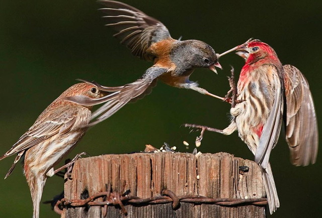 Bird fight