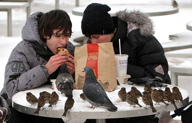 Birds waiting for food
