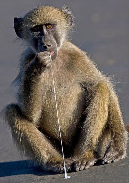 Bubble gum monkey