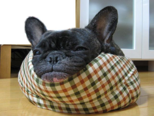 Confortable dog head