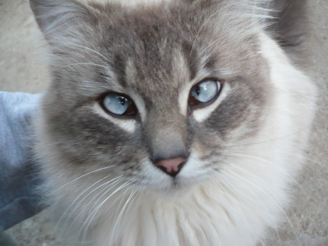 Cross-eyed cat