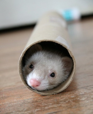 Ferret in a roll