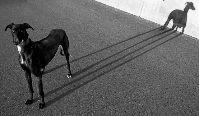 Long-legged dog