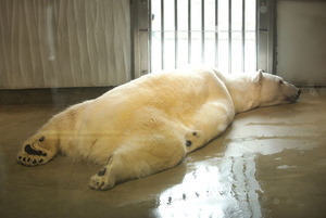 Polar bear lying on the floor
