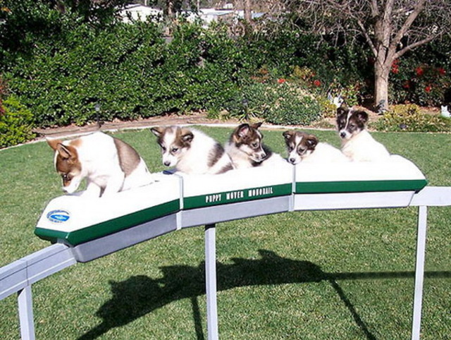 Puppy monorail