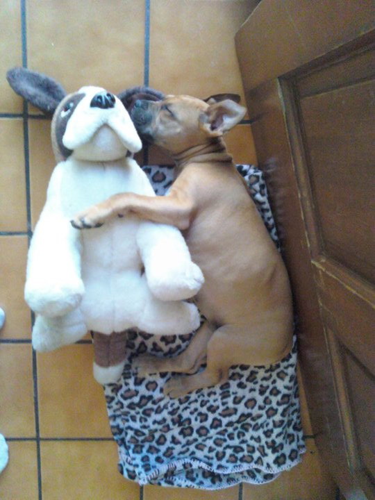 pictures of puppies sleeping. Puppy sleeping with plush dog