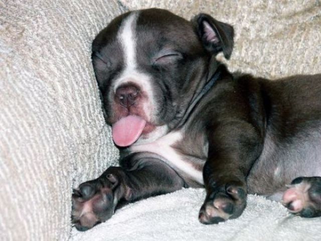 Sleeping puppy