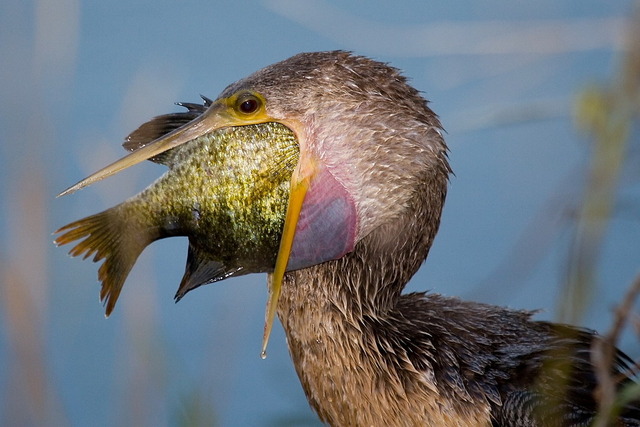 Bird eats fish