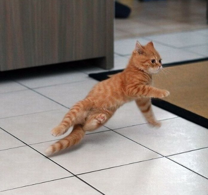 breakdancing-cat-big.jpg