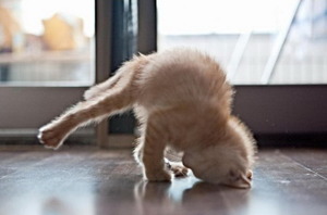 Breakdancing kitten