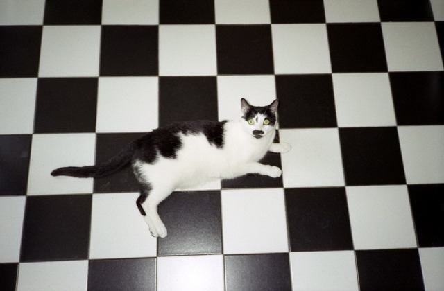 Camouflaged cat