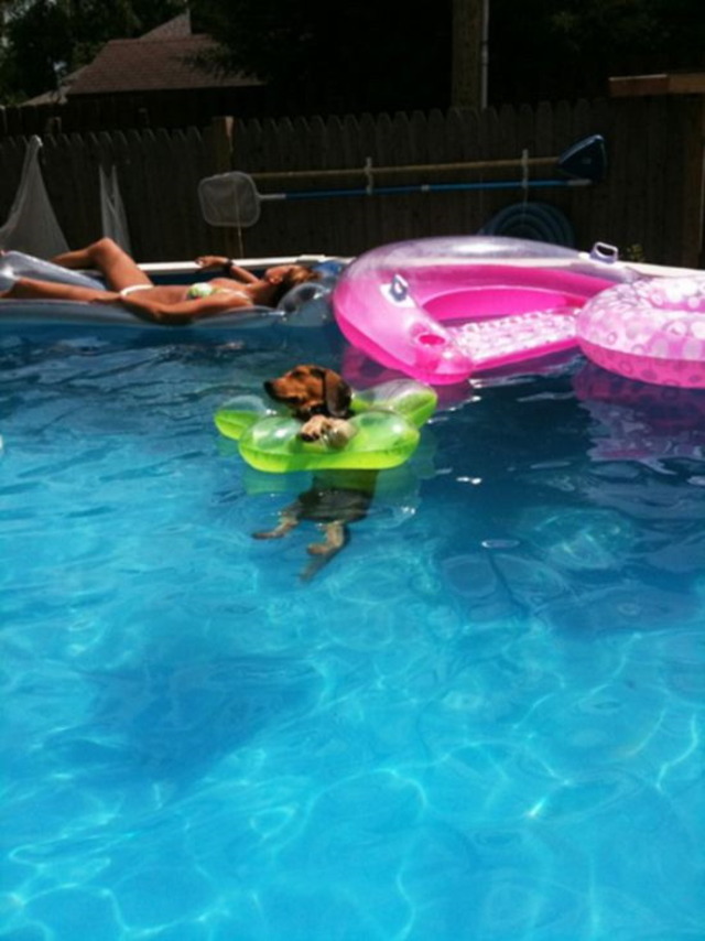 Dog in a pool