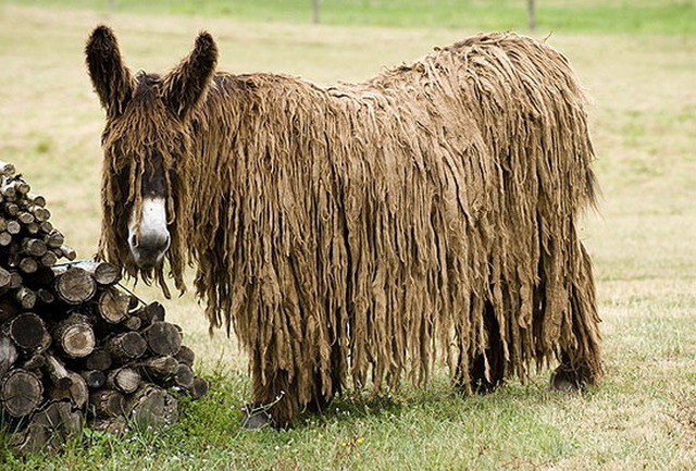Dreadlock donkey