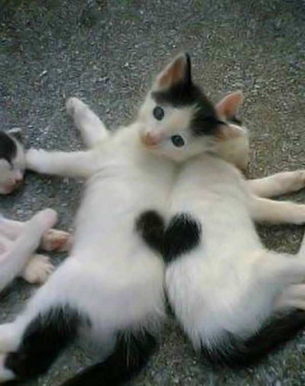 heart-kittens-big.jpg