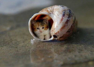 Kitten in a shell