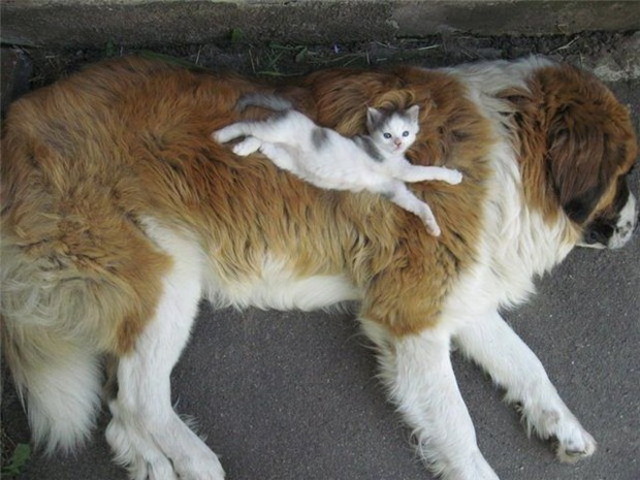 Kitten on a Saint Bernard