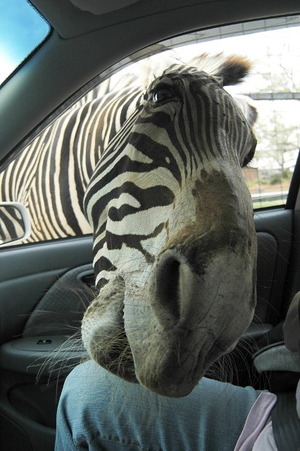 Zebra sticks head inside car