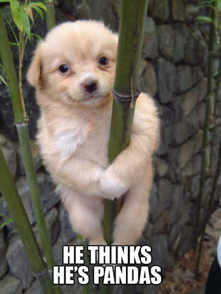 He thinks he's panda