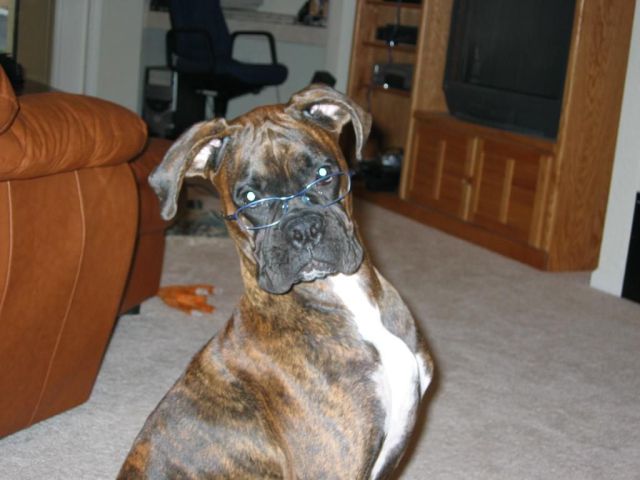 Boxer with glasses