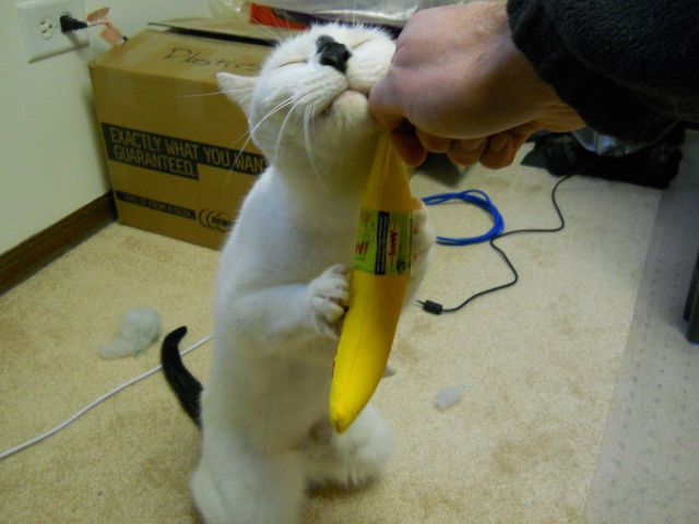 Cat wants banana