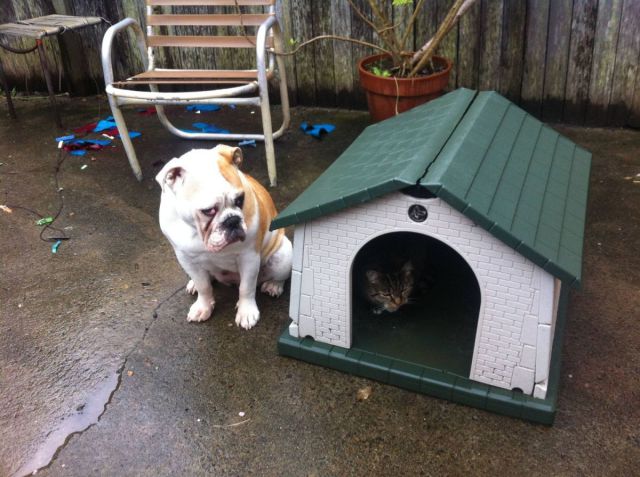 Dog is not happy