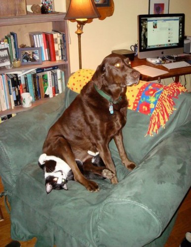 Dog owns cat