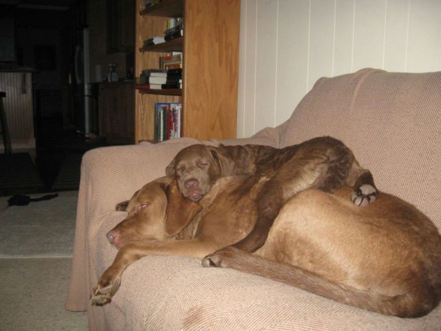 Dog pillow