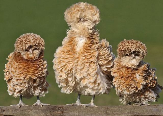 Feathery owls