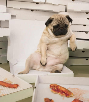 Pug after pizza