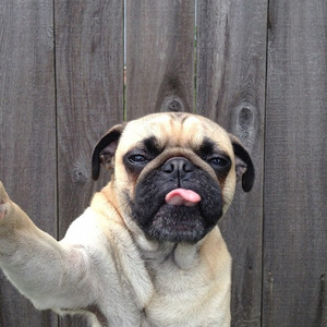 Norm, the pug takes a selfie