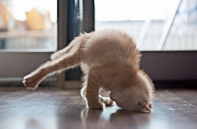 https://www.roflzoo.com/pics/072010/breakdancing-kitten.jpg