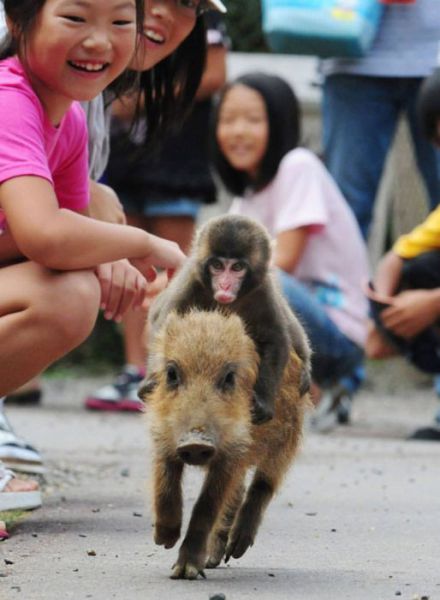 https://www.roflzoo.com/pics/201111/monkey-riding-a-pig.jpg